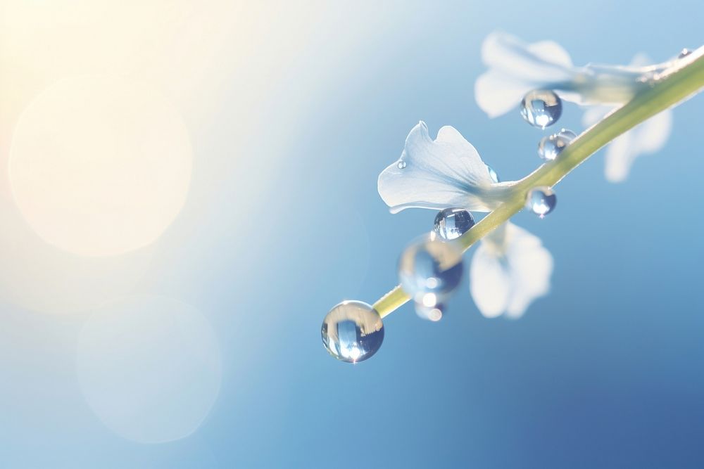 Water droplet on jacobs ladder nature flower outdoors.