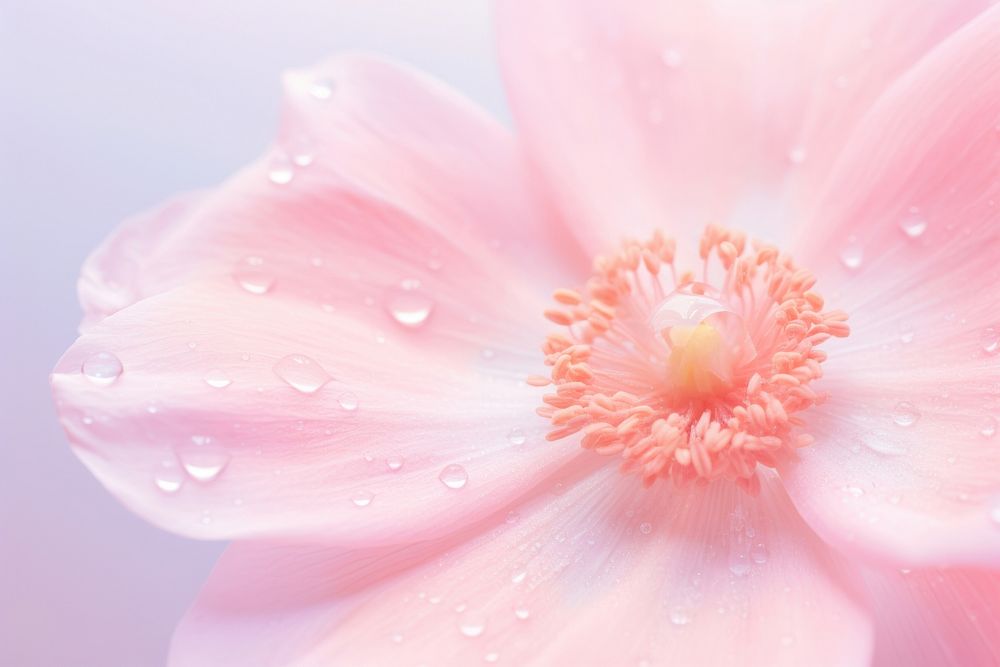 Water droplet on japanese anemone flower nature backgrounds.