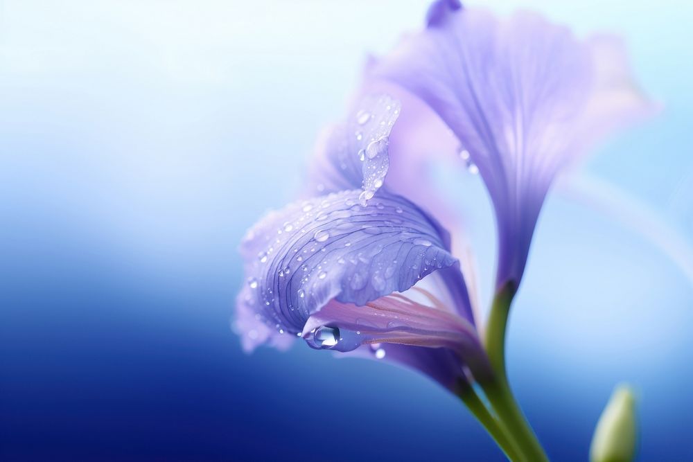 Water droplet on japanese iris flower outdoors blossom.