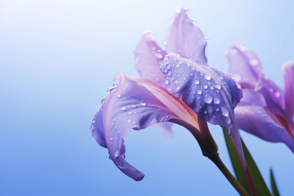 Water droplet on japanese iris nature flower outdoors.