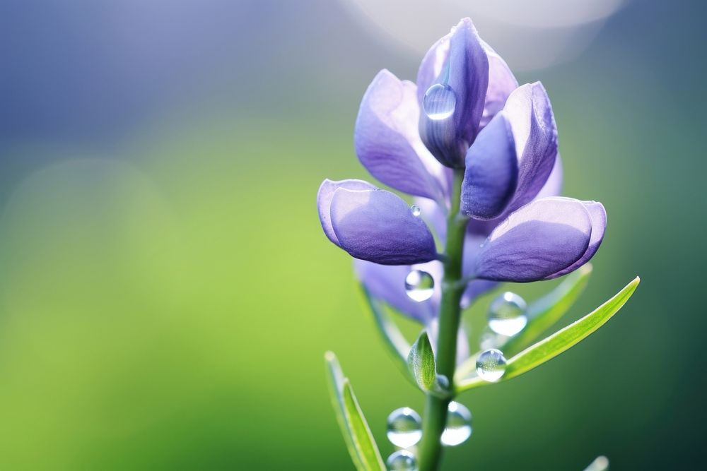 Water droplet on lupine flower nature outdoors.