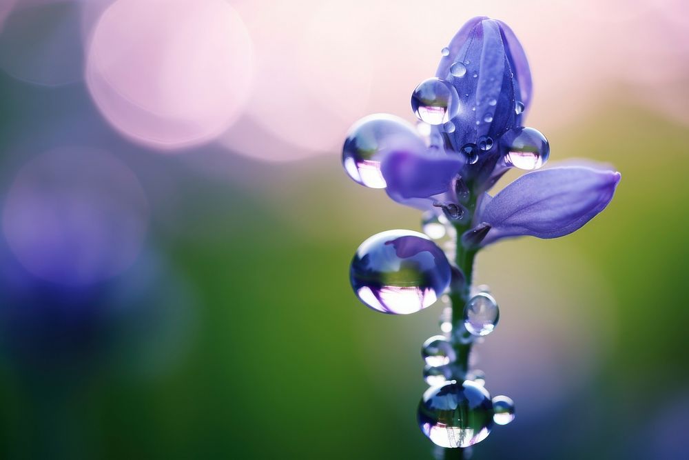 Water droplet on lupine flower outdoors blossom.