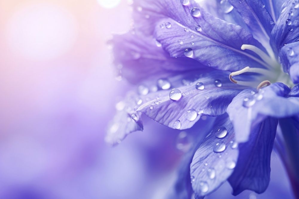 Water droplet on larkspur flower backgrounds blossom.