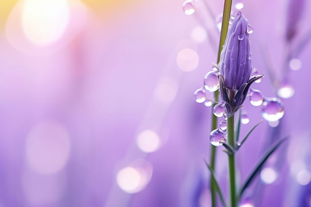 Water droplet on lavender flower nature backgrounds.