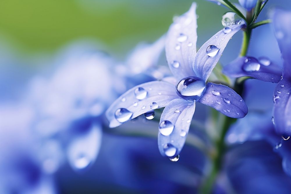 Water droplet on lobelia flower nature backgrounds.