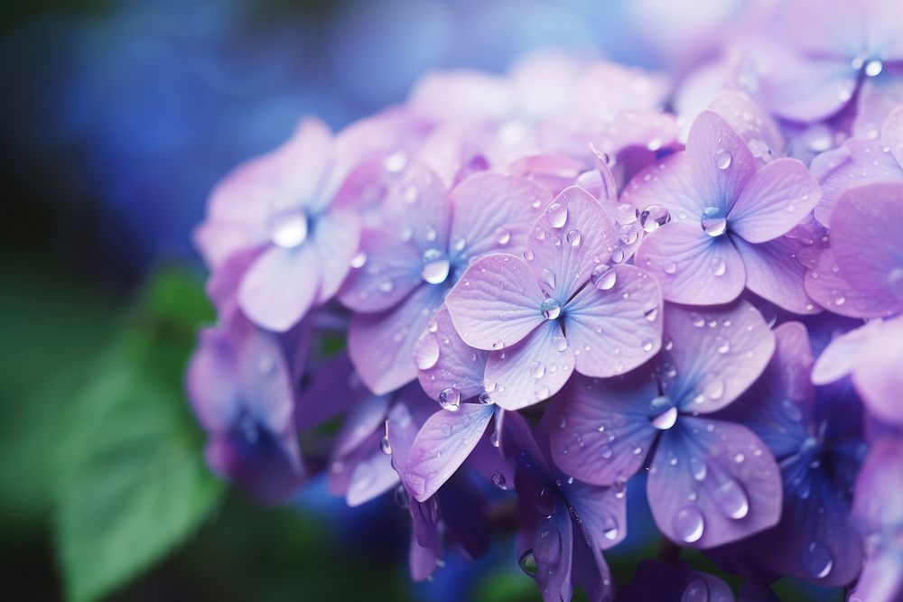 Water droplet on purple hydrangea flower nature backgrounds.