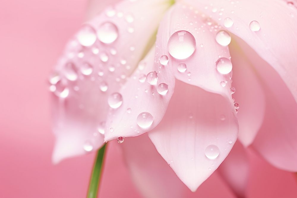 Water droplet on pink lily of the valley flower backgrounds outdoors.