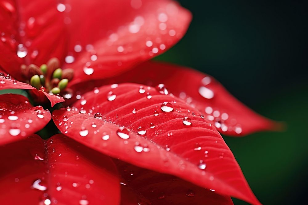 Water droplet on poinsettia flower nature petal.