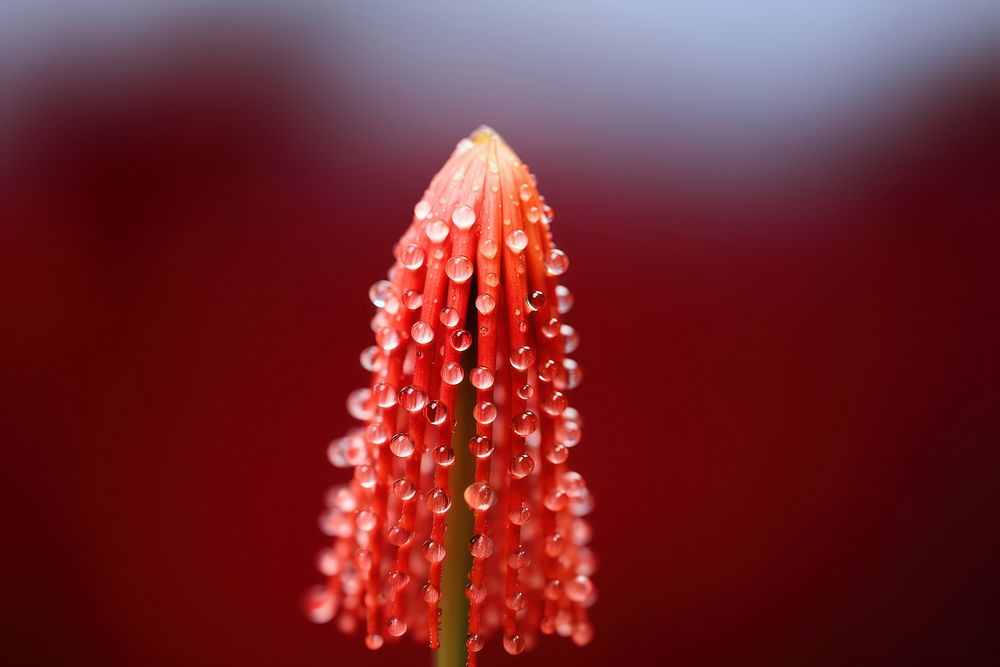 Water droplet on red hot poker flower blossom nature.