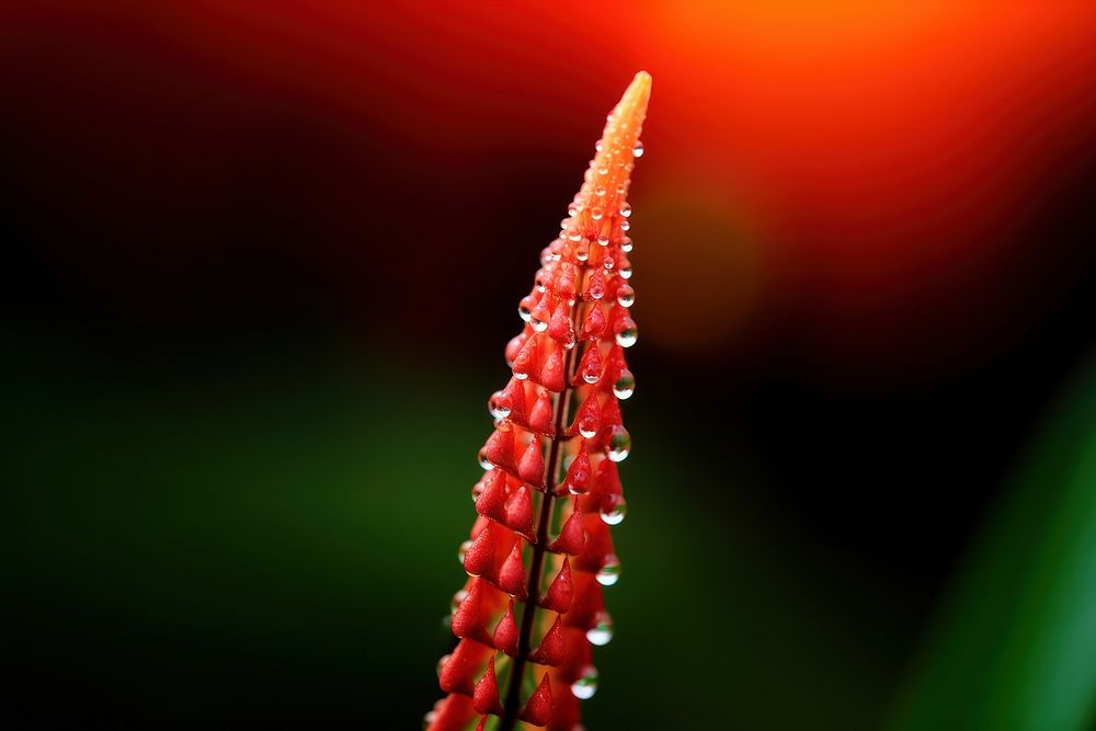 Water droplet on red hot poker flower nature plant.