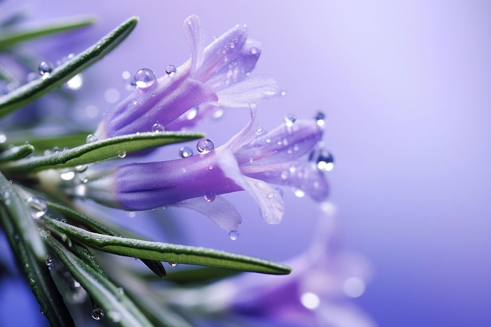 Water droplet on rosemary flower nature outdoors.