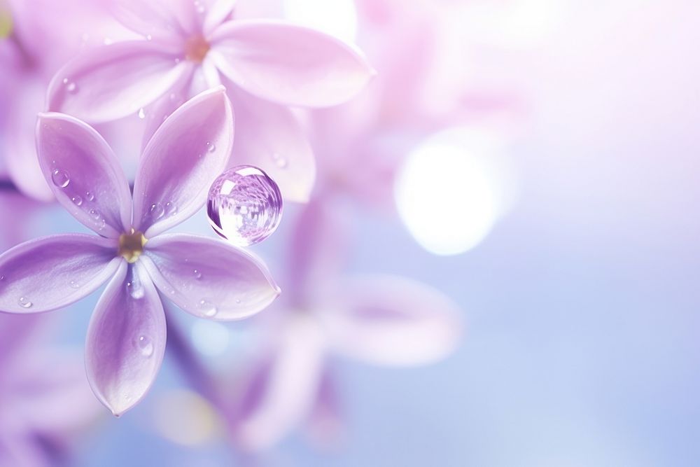 Water droplet on syringa flower nature backgrounds.