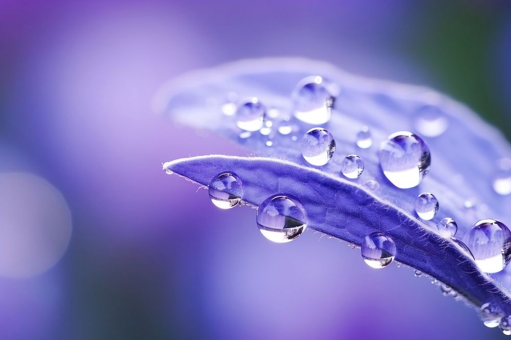 Water droplet on salvia nature flower outdoors.