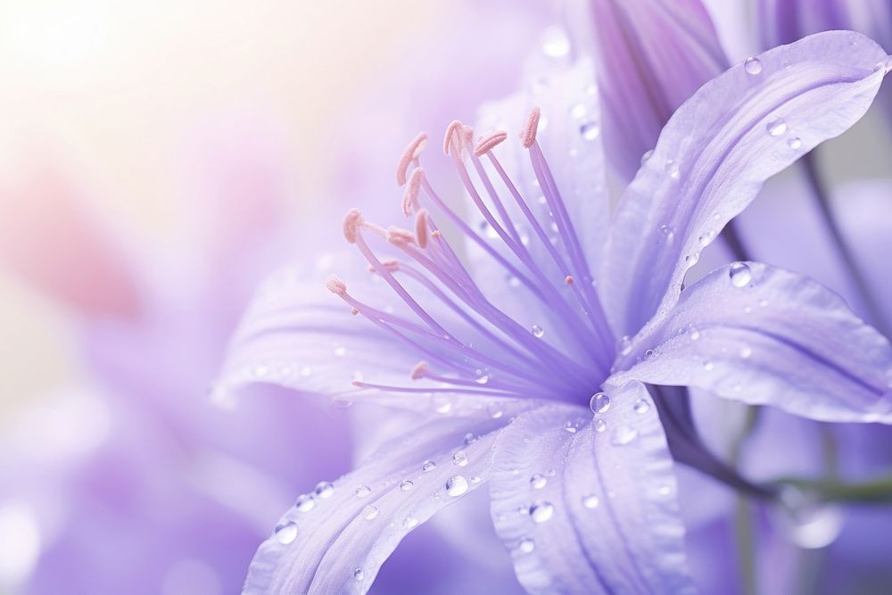 Water droplet on serbian bellflower backgrounds outdoors blossom.