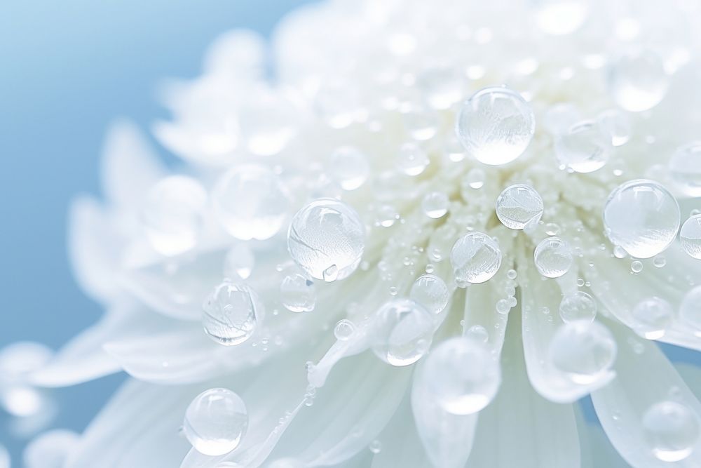Water droplet on snowball flower backgrounds blossom nature.