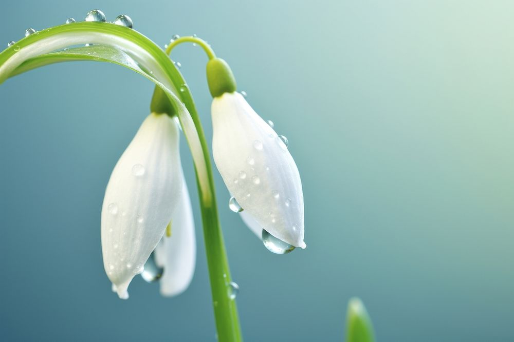 Water droplet on snowdrop flower nature outdoors blossom.
