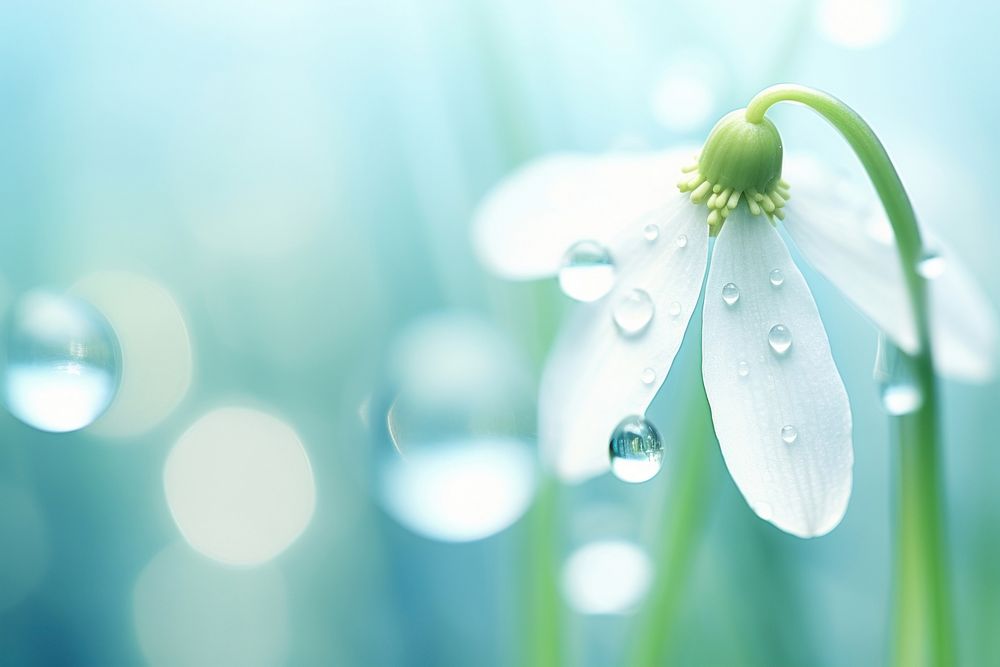 Water droplet on snowdrop flower nature backgrounds outdoors.