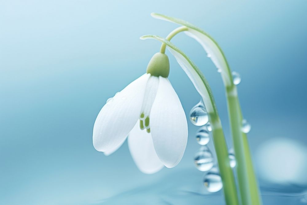 Water droplet on snowdrop flower nature outdoors petal.