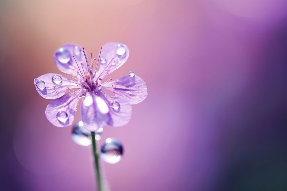 Water droplet on vervain nature flower outdoors.