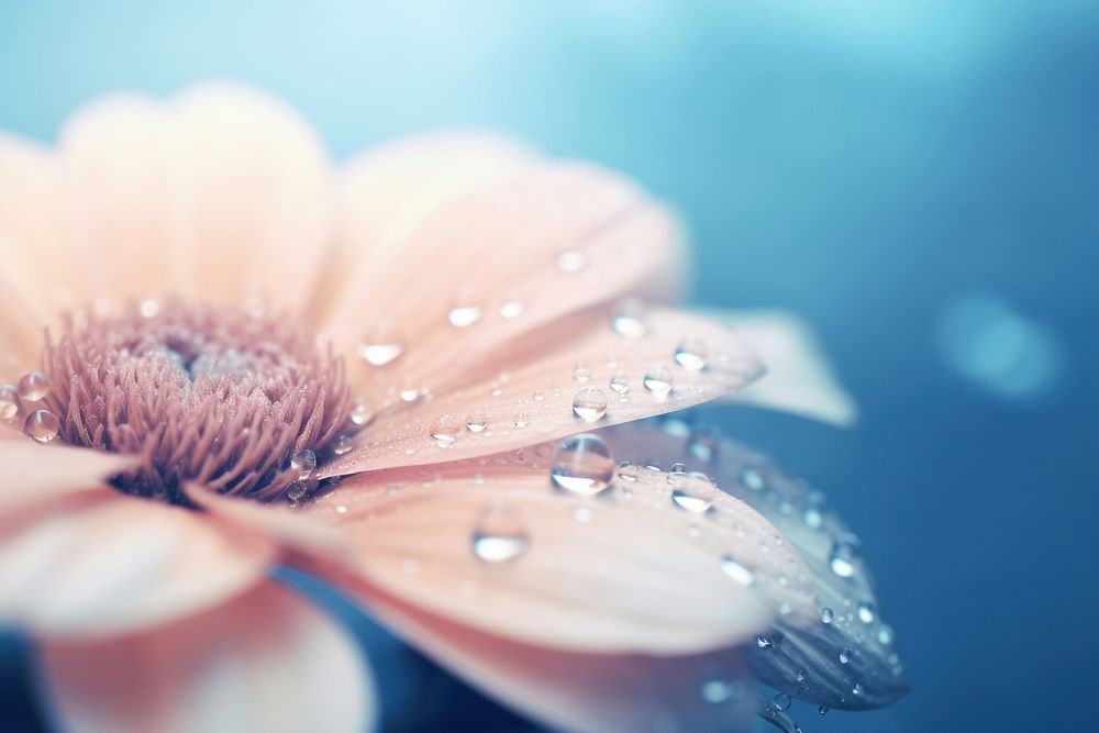 Water droplet on vintage flower nature backgrounds.