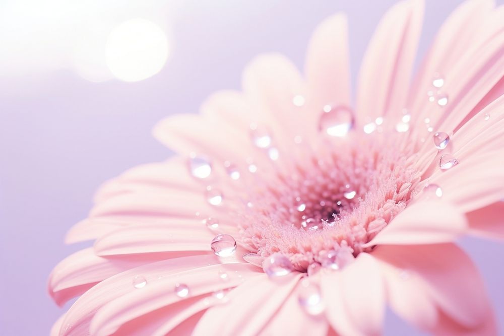 Water droplet on wedding flower backgrounds blossom nature.