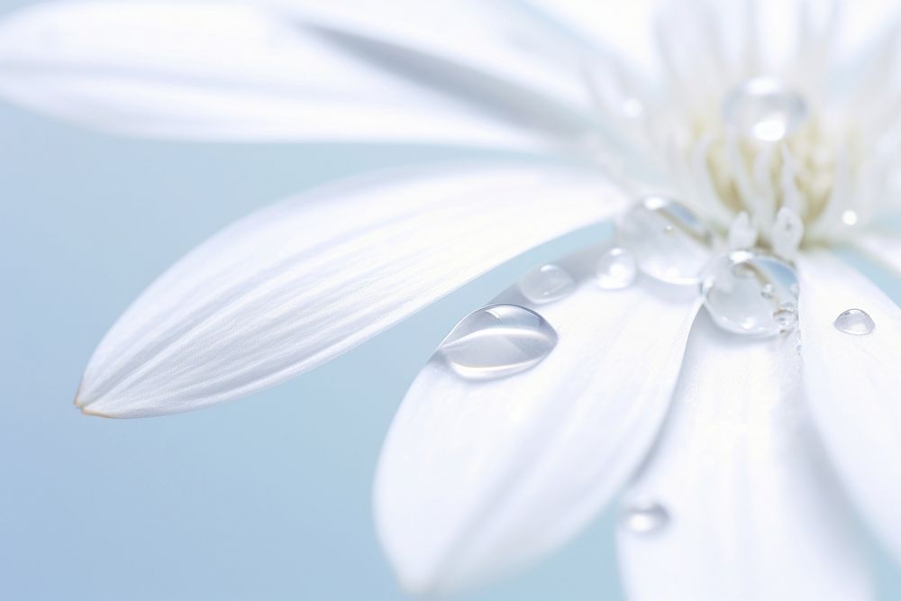 Water droplet on white flower blossom nature.