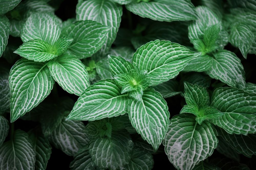 Mint plant leaf pattern.