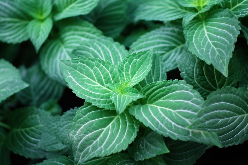 Mint plant leaf pattern.