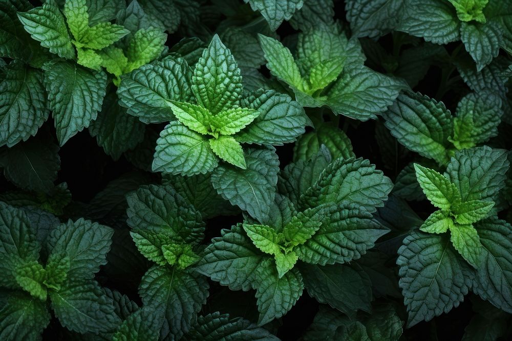 Mint plant green herbs.