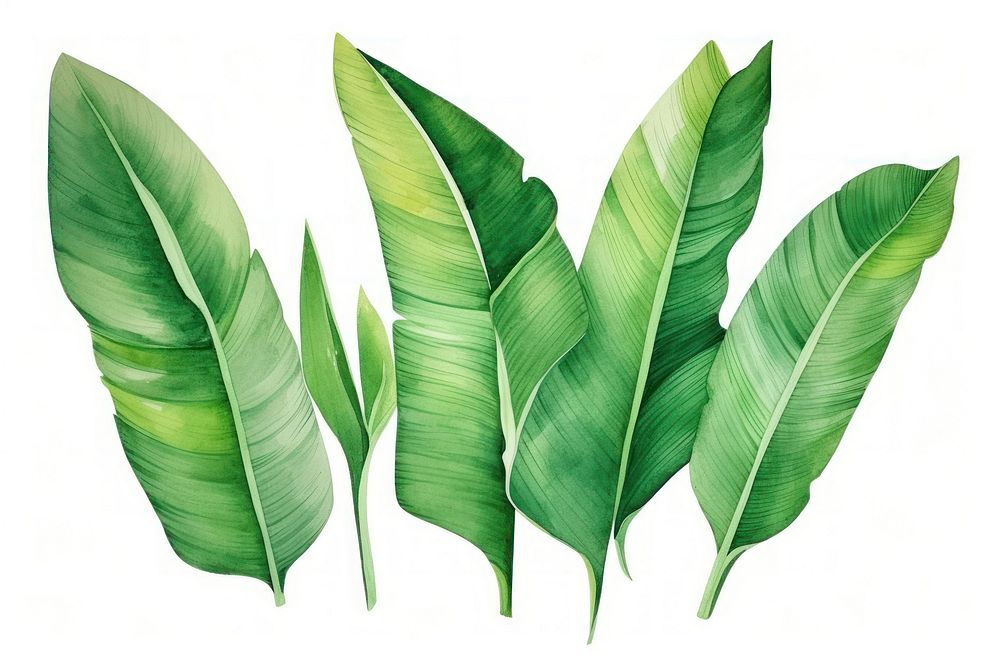 Banana leaves backgrounds nature plant.
