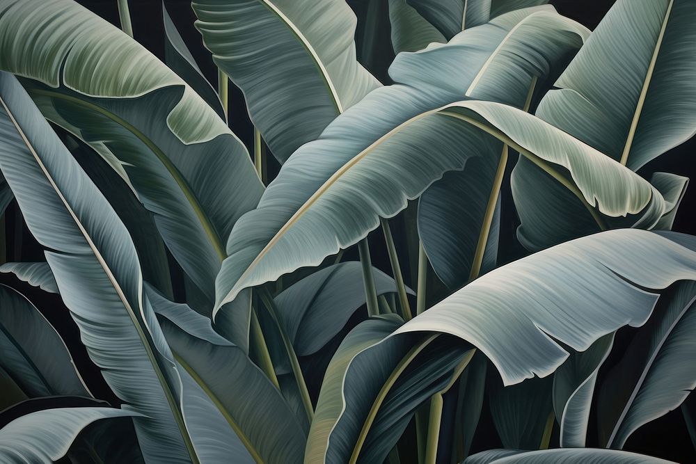 Banana leaves backgrounds outdoors nature.