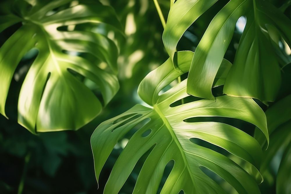 Monstera plant backgrounds outdoors.
