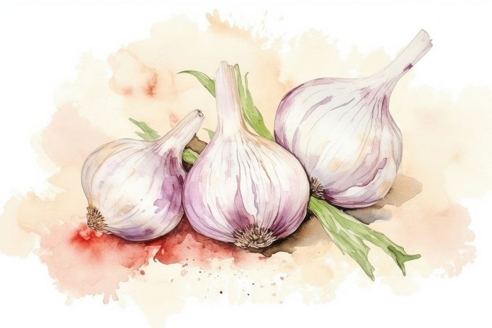 Garlic garlic vegetable painting.