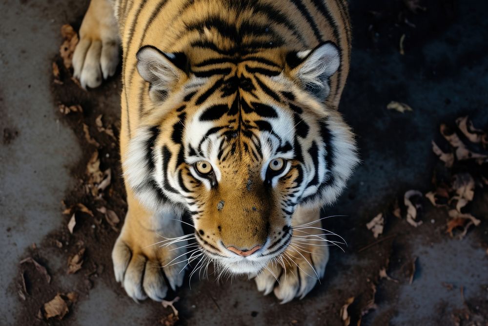 Tiger with a white cone collar looking up at camera animal wildlife mammal.