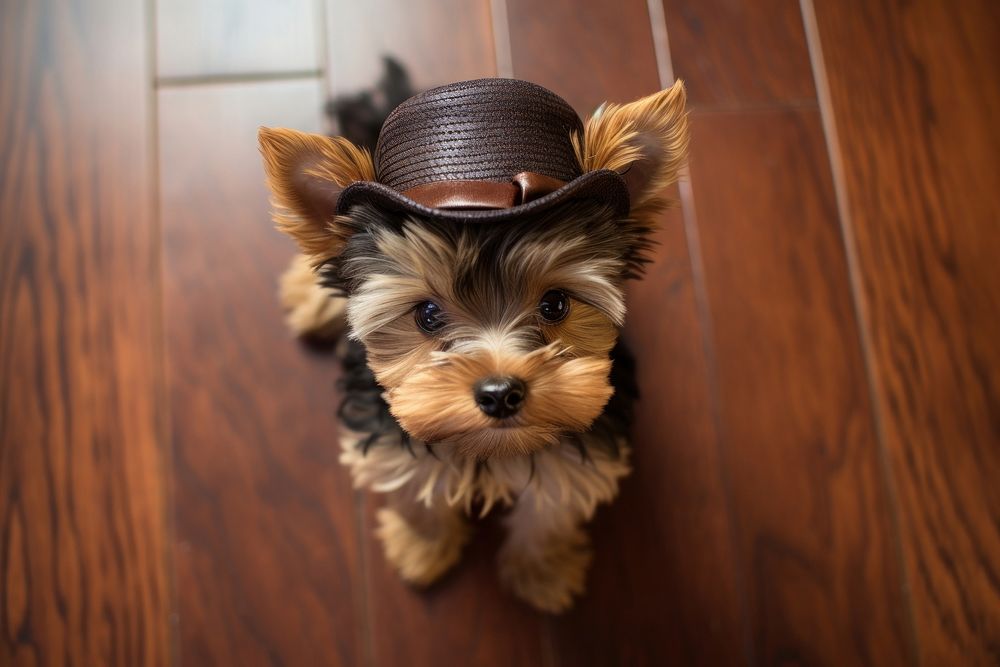 Yorkie with hat looking up at camera animal pet mammal.
