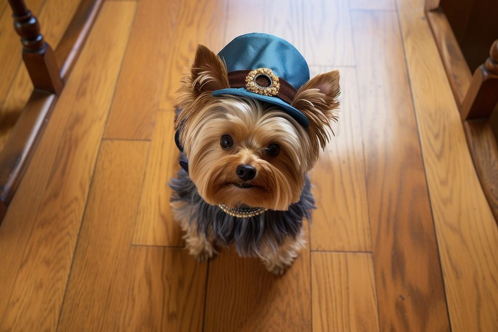 Yorkie with hat looking up at camera animal pet flooring.