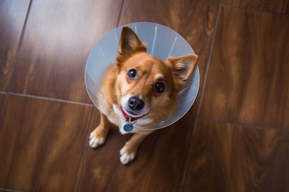 Dog with a cone collar looking up at camera in vet animal pet mammal.