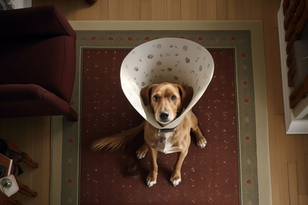 Dog with a cone collar looking up at camera in living room animal pet mammal.