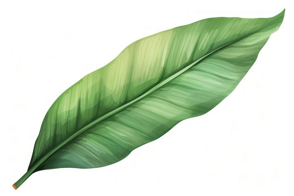 Banana leaf plant white background | Premium Photo Illustration - rawpixel