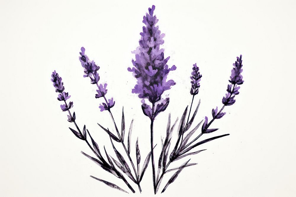 Lavender flower blossom nature plant.