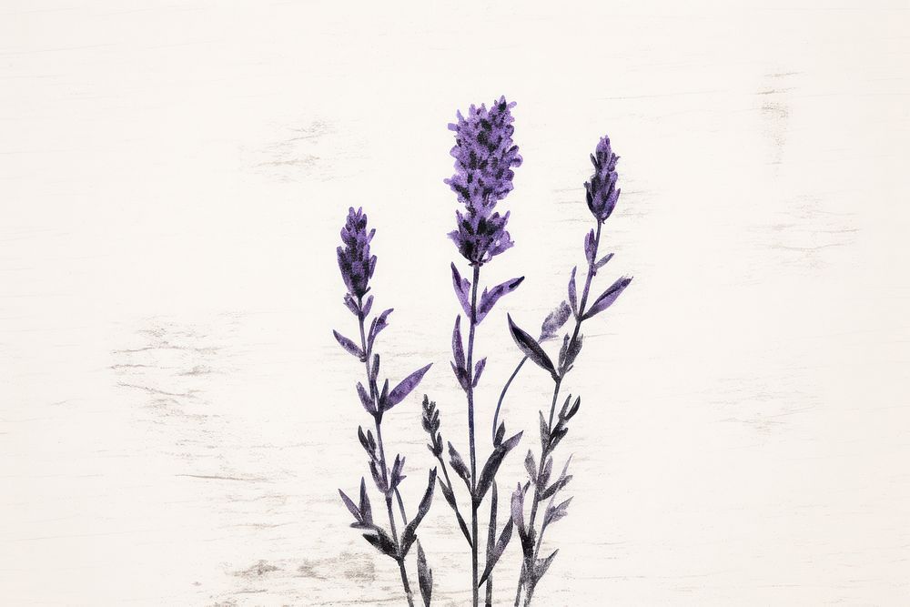 Lavender flower blossom nature purple.