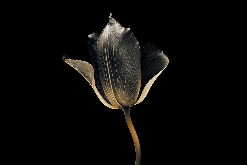 Tulip nature flower petal.