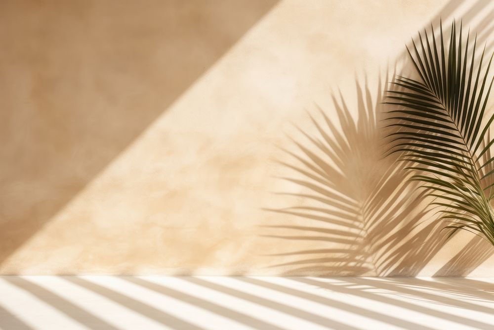 Empty stunning palm shadow wall architecture backgrounds outdoors.