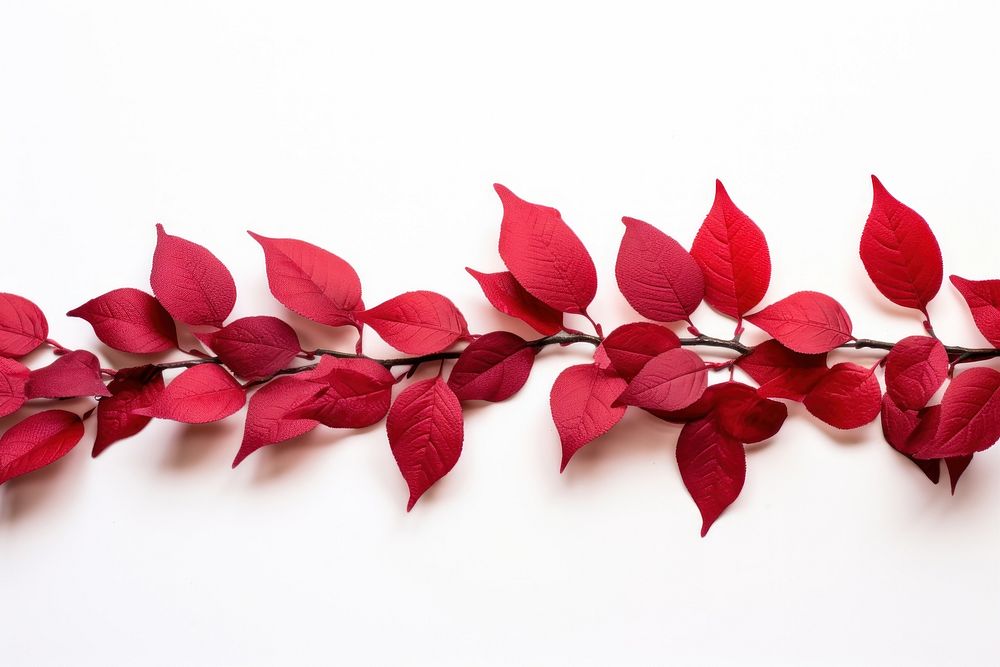 Red leaf border plant petal white background.