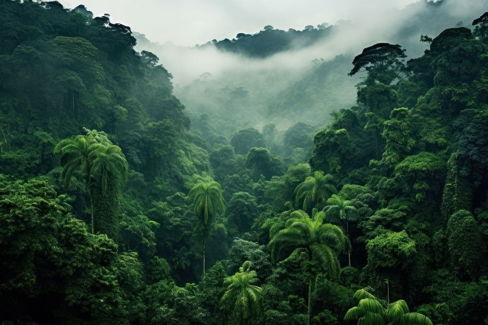 Rainforest vegetation outdoors woodland.