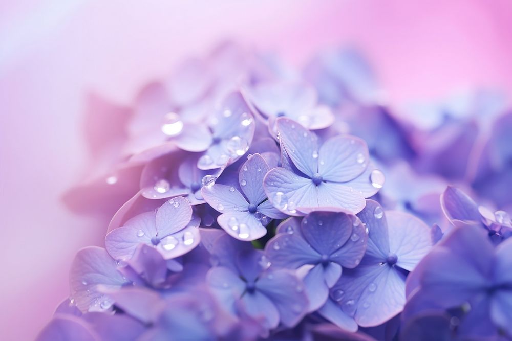 Water droplet on purple hydrangea flower backgrounds blossom.