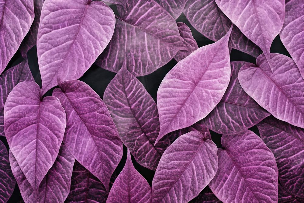 Silkscreen purple caladium pattern backgrounds textured petal.