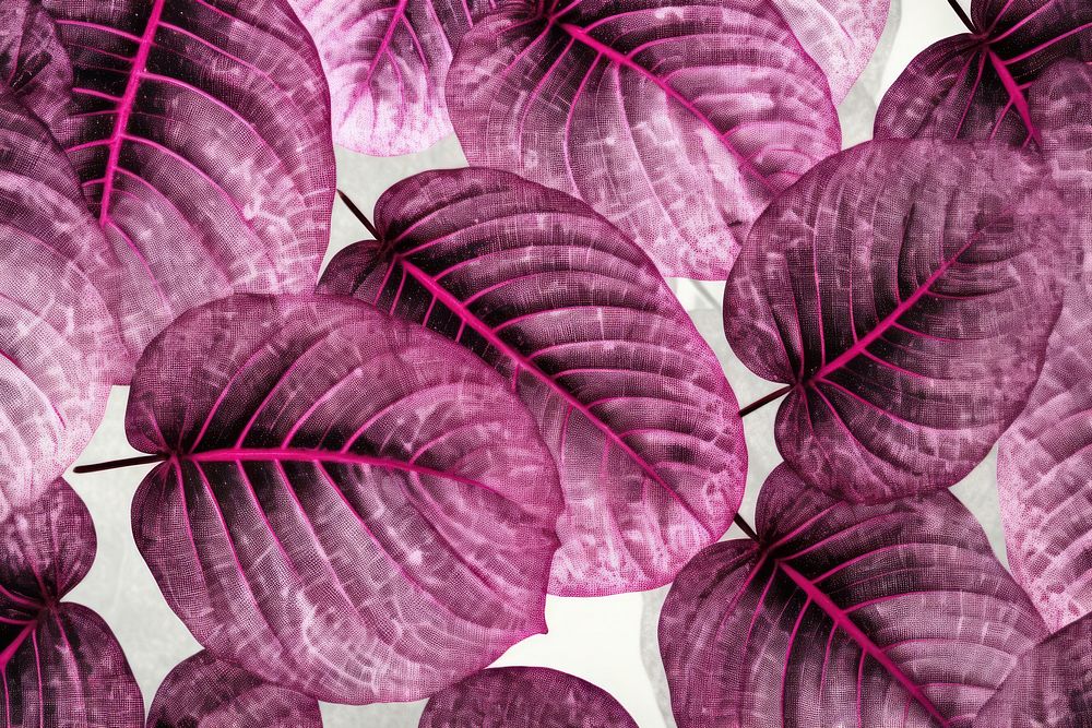 Silkscreen purple caladium pattern backgrounds plant petal.