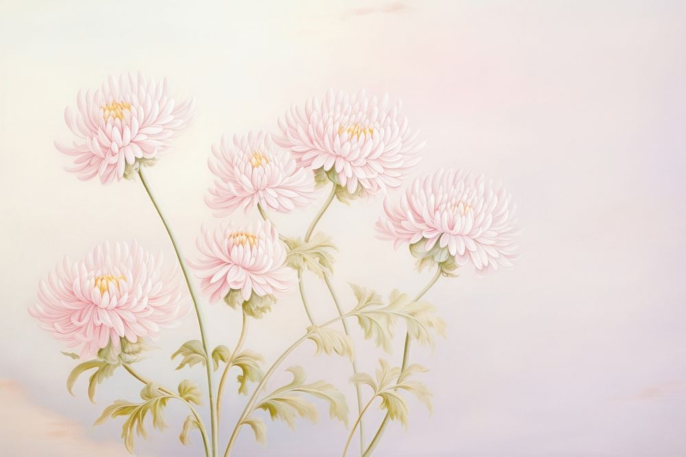 Painting of pink chrysanthemum flowers border chrysanths pattern dahlia.