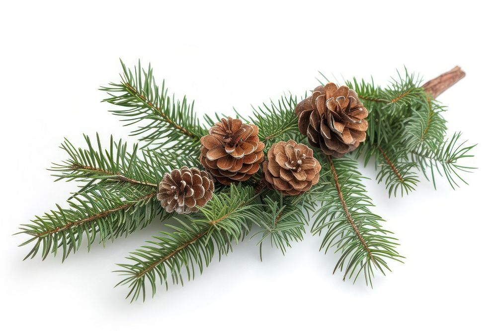 Christmas decoration plant tree pine.